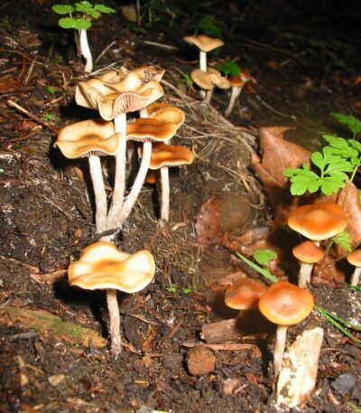 Psilocybe Cyanescens Mushrooms