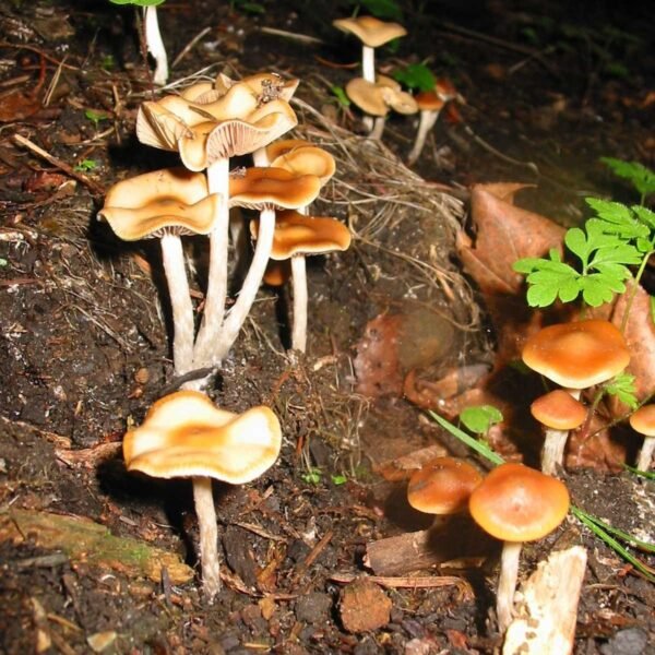 Psilocybe Cyanescens Mushrooms