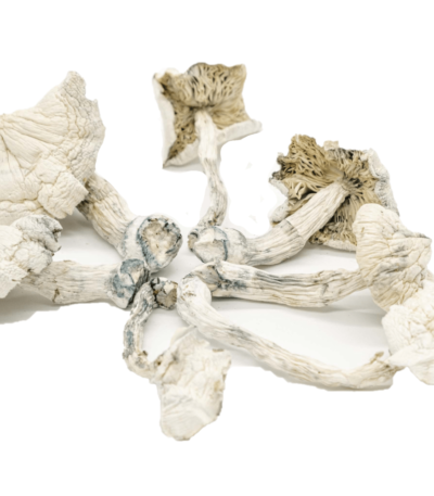 Albino Cambodians Psilocybe Cubensis