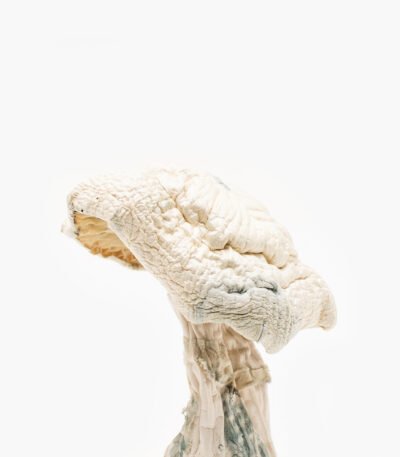 Avery Albino Magic Mushroom