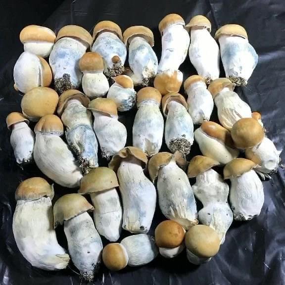 Penis Envy