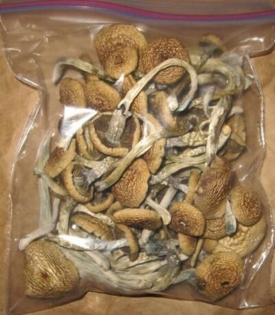 blue Oyster Mushroom