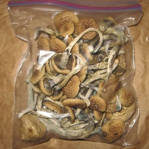 blue Oyster Mushroom