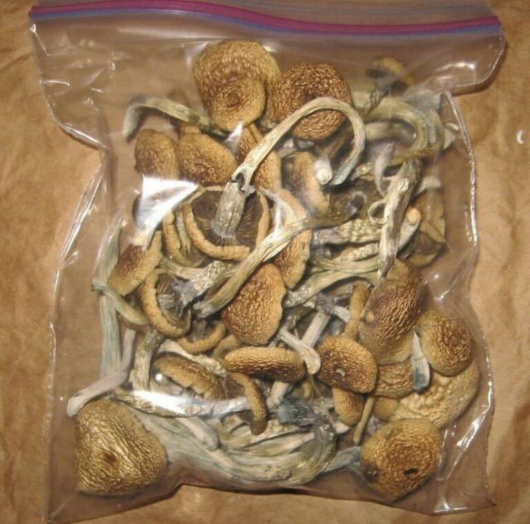 blue Oyster Mushroom