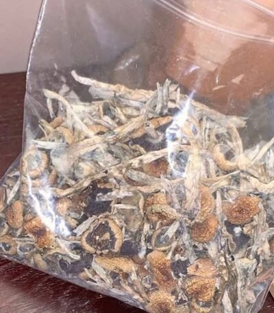 Great White Monster-Psilocybe Cubensis
