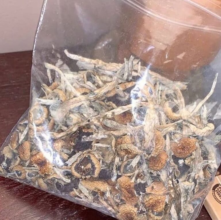 Great White Monster-Psilocybe Cubensis