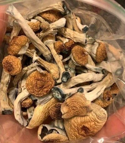 Golden Teacher Mushrooms