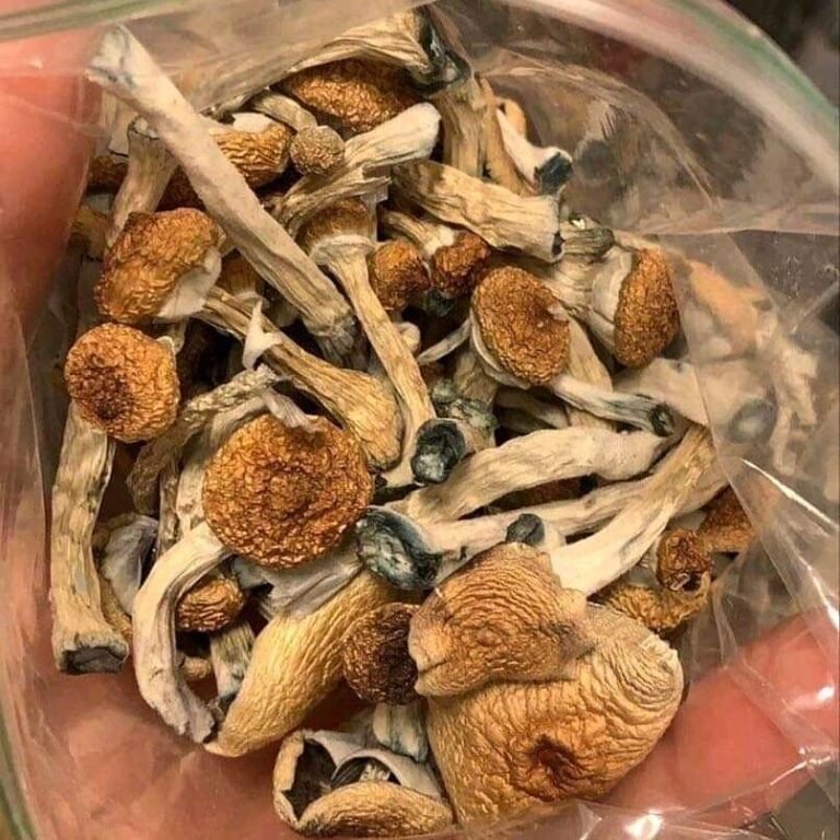 Golden Teacher Mushrooms