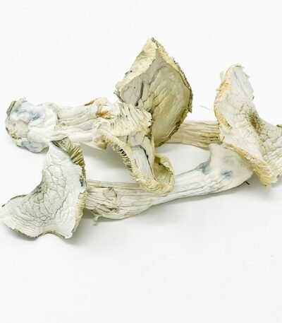 Albino A+ Magic Mushroom