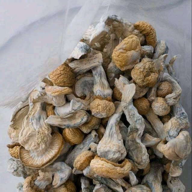 Blue Meanie Mushroom