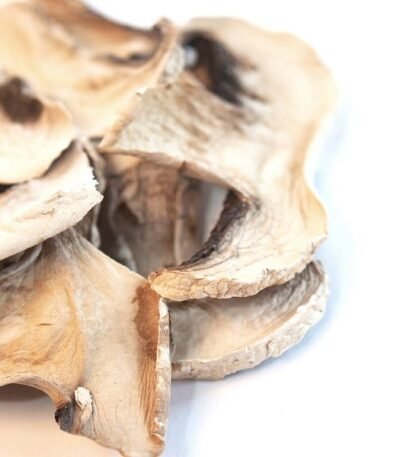 White Button Mushroom growing kit