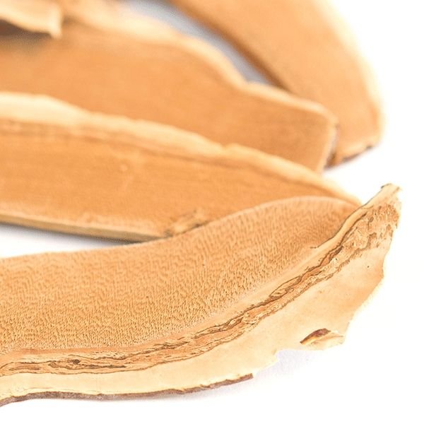 reishi mushroom near me​