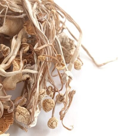 where to buy enoki mushrooms