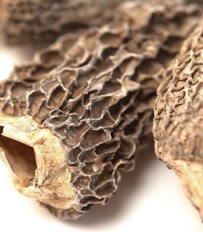 Morel Mushrooms
