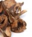 dry porcini mushroom